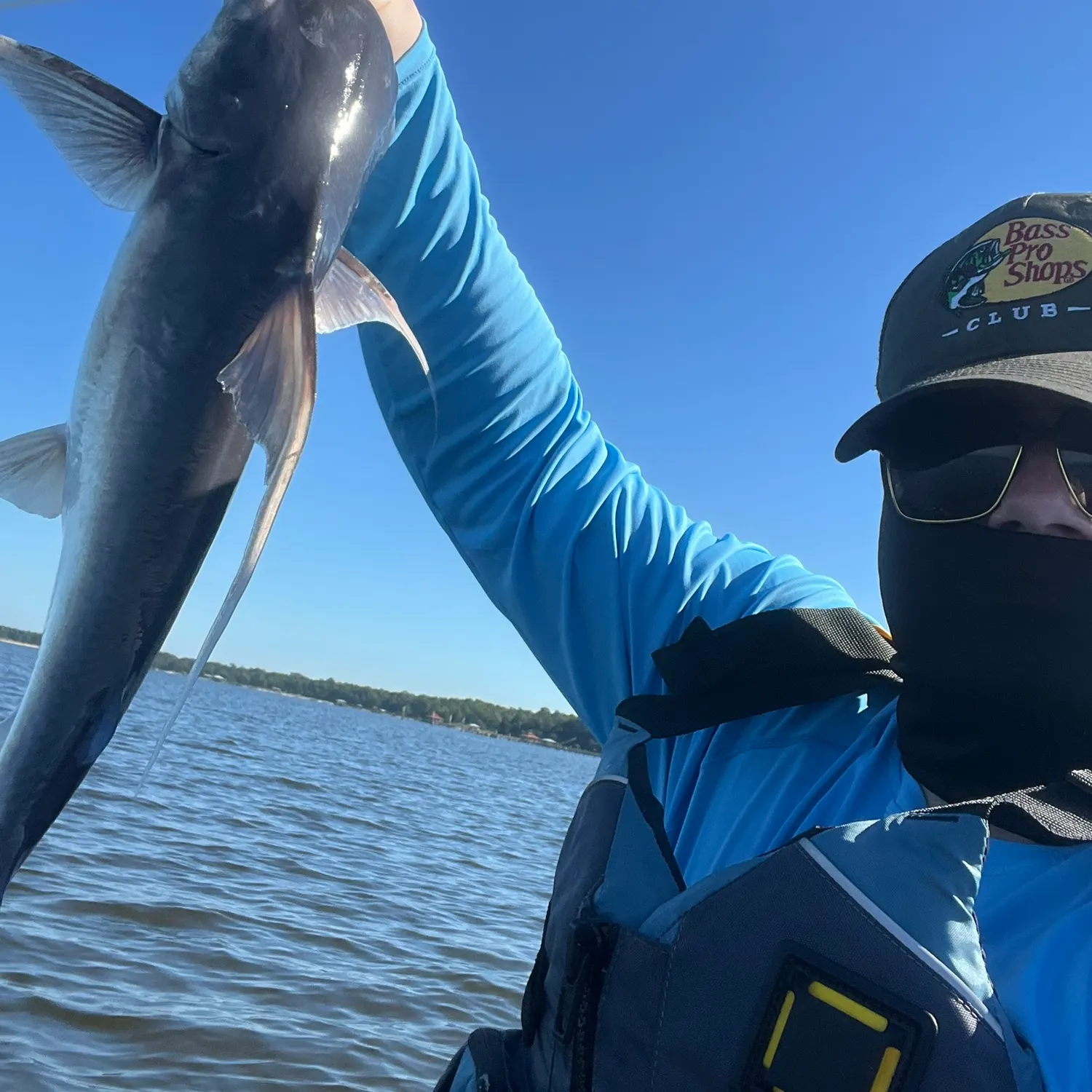 Gafftopsail sea catfish caught on Fishbrain