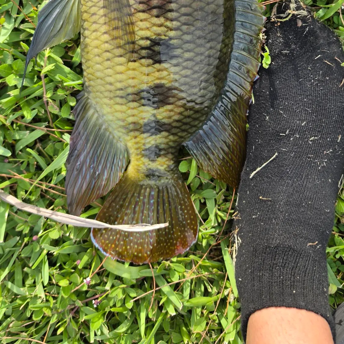 The most recent Spotted tilapia catches on Fishbrain