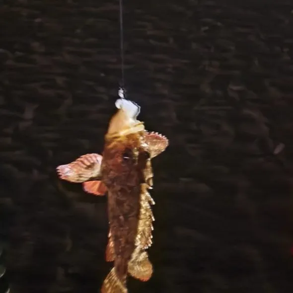 The most recent Pacific spotted scorpionfish catches on Fishbrain