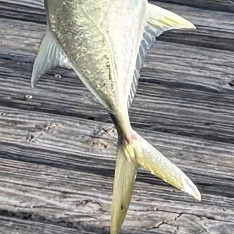 The most recent Crevalle jack catches on Fishbrain