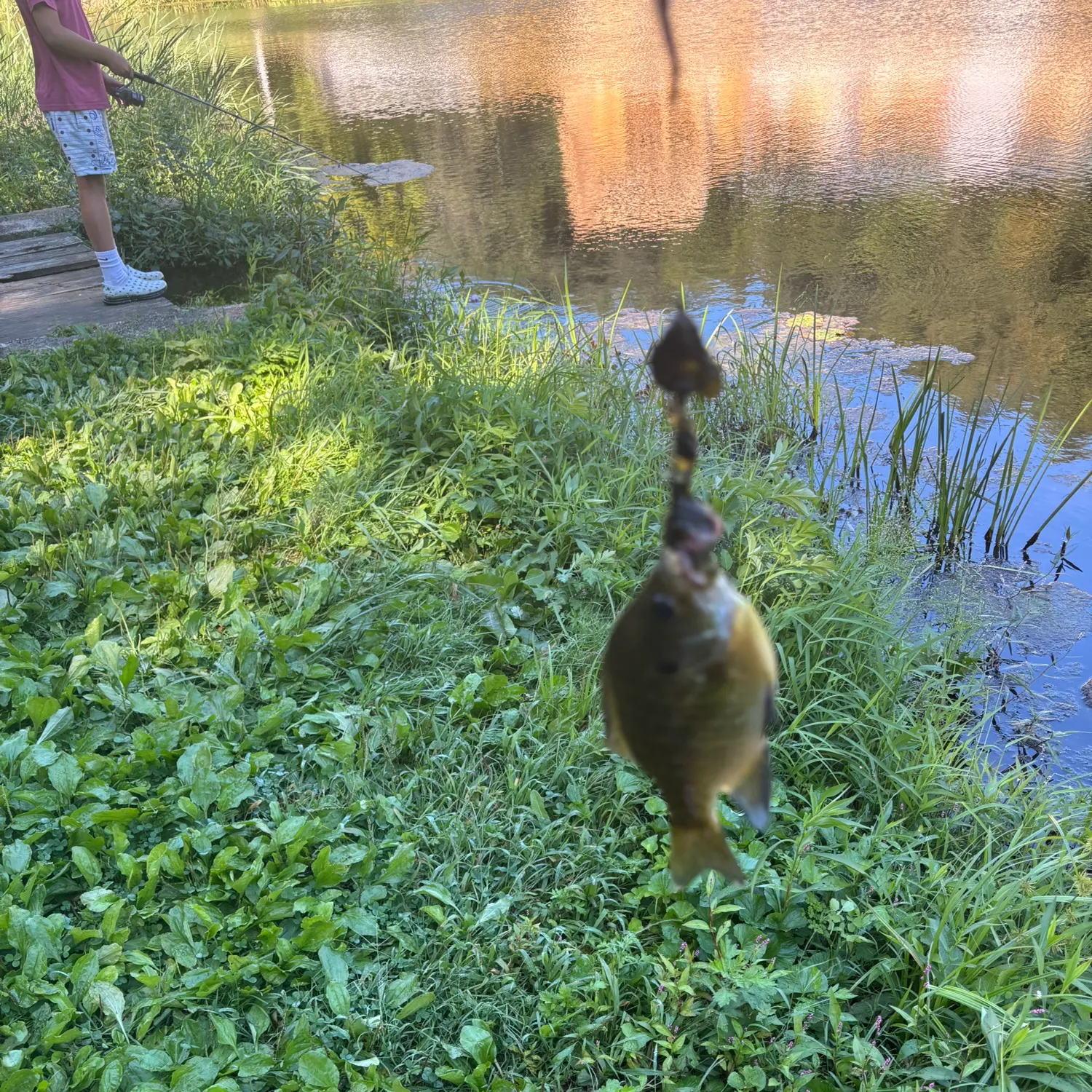 Bluegill caught on Fishbrain