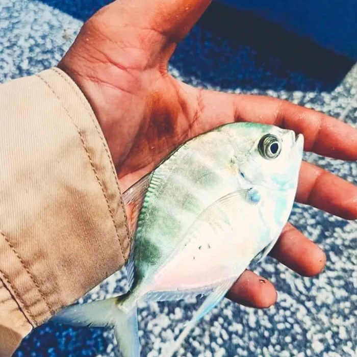 The most popular recent Silver trevally catch on Fishbrain