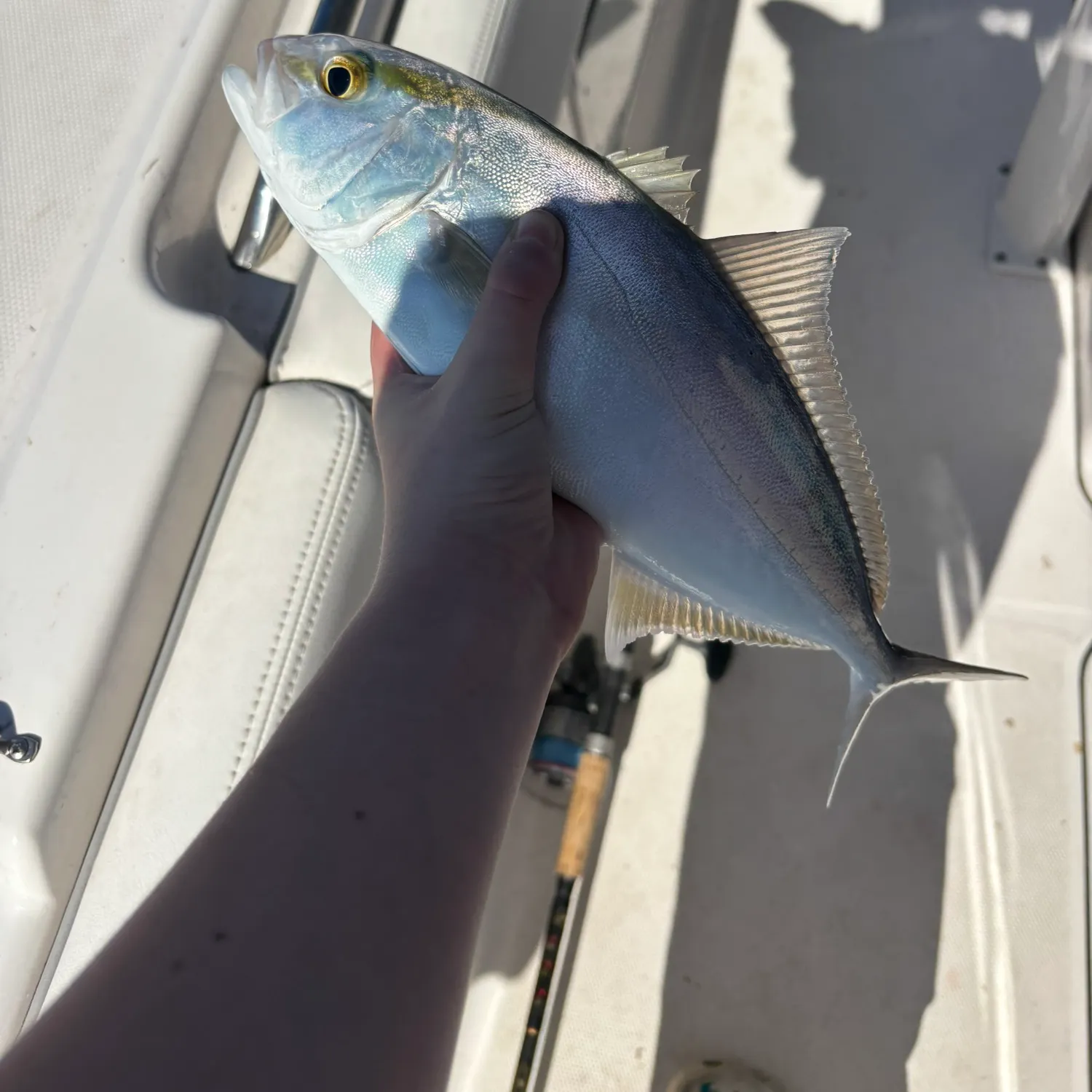 The most recent Lesser amberjack catches on Fishbrain
