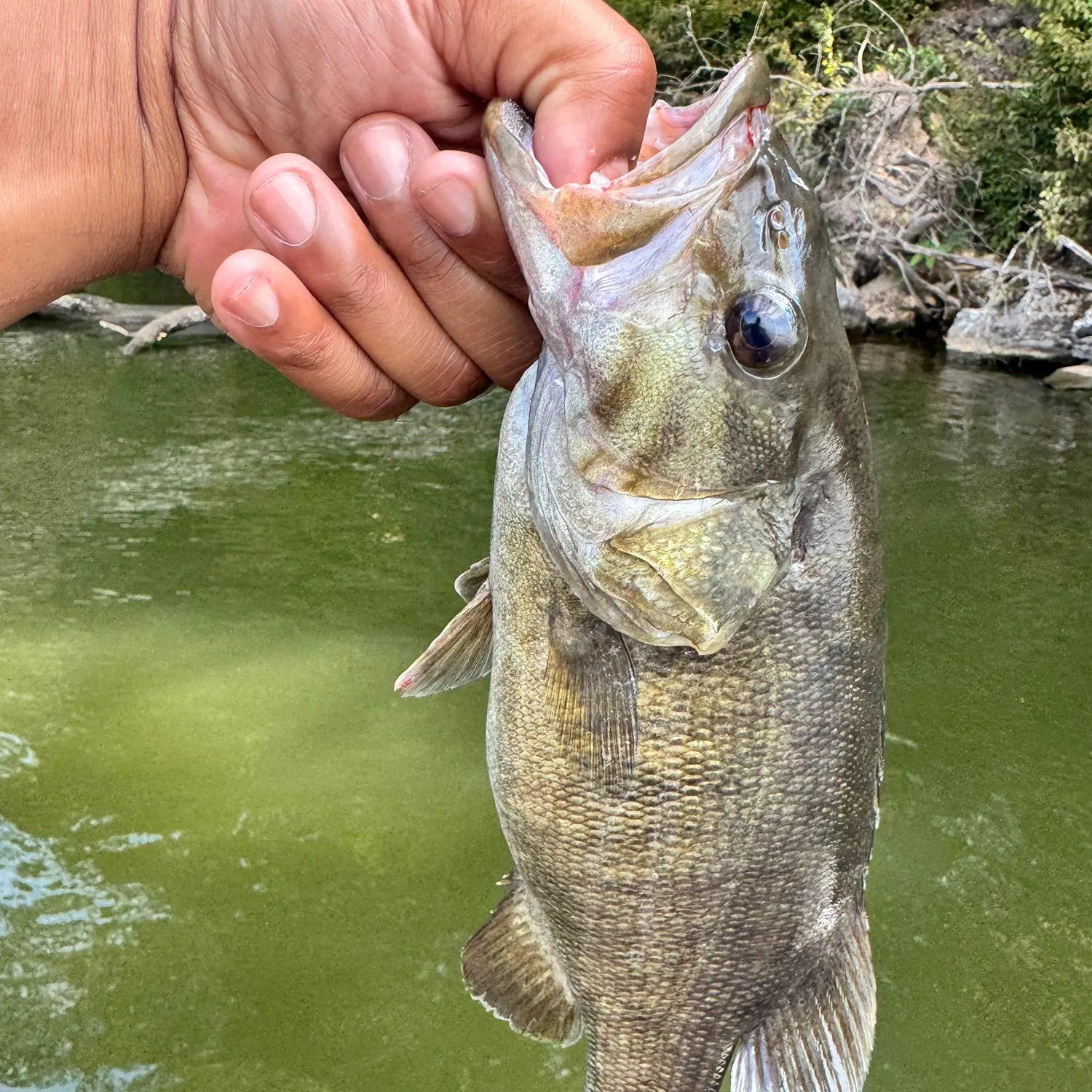 Smallmouth bass caught on Fishbrain