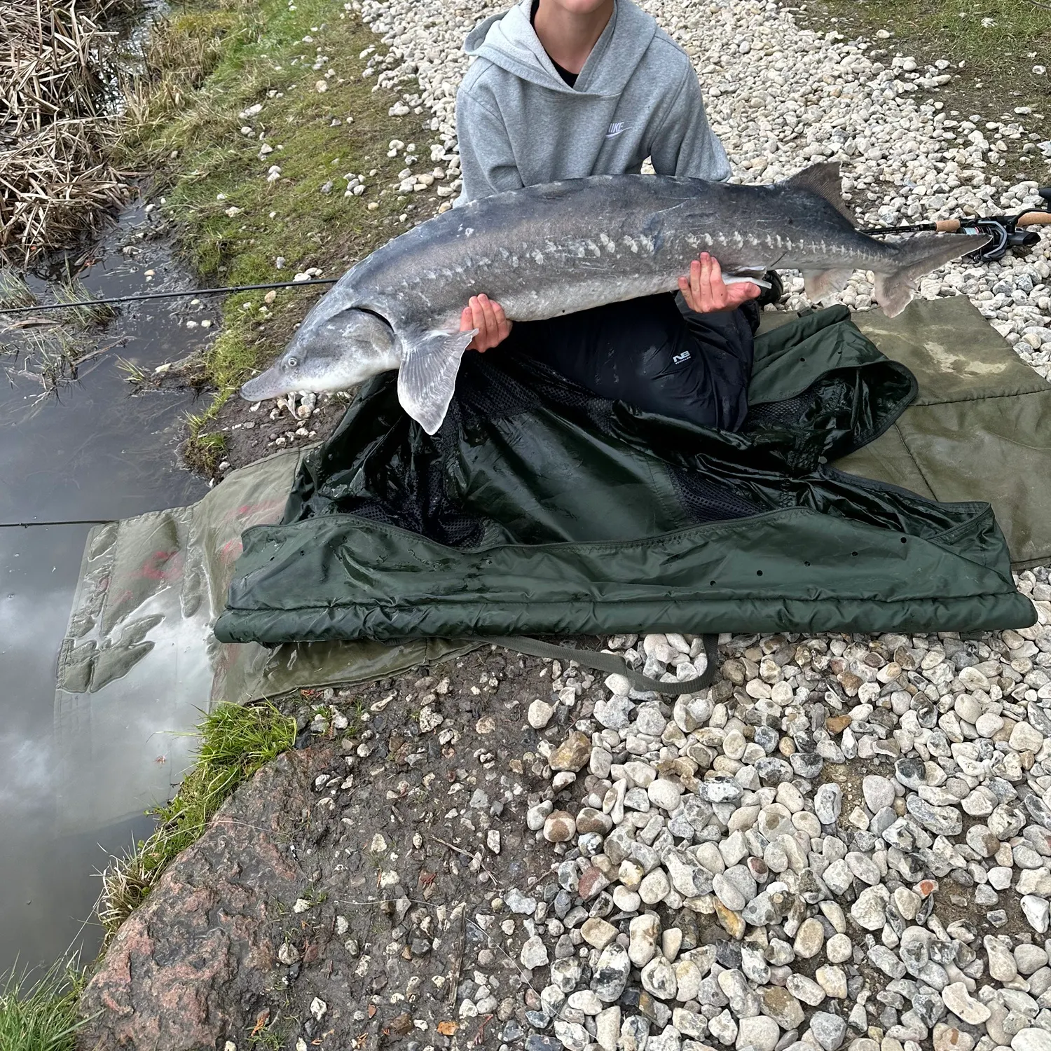 The most recent Beluga sturgeon catches on Fishbrain