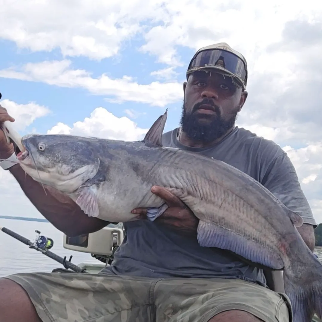 Blue catfish caught on Fishbrain