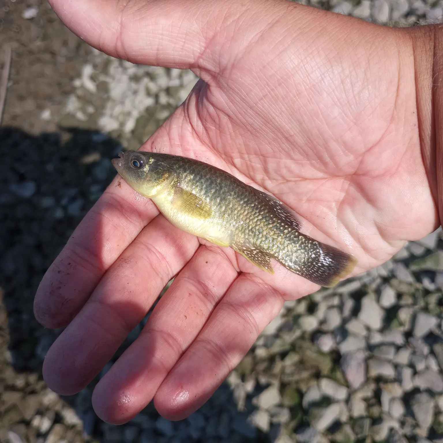 The most recent Mummichog catches on Fishbrain