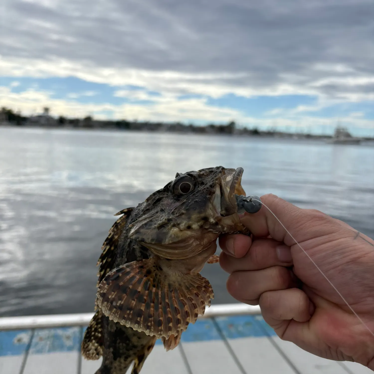 The most recent California scorpionfish catches on Fishbrain