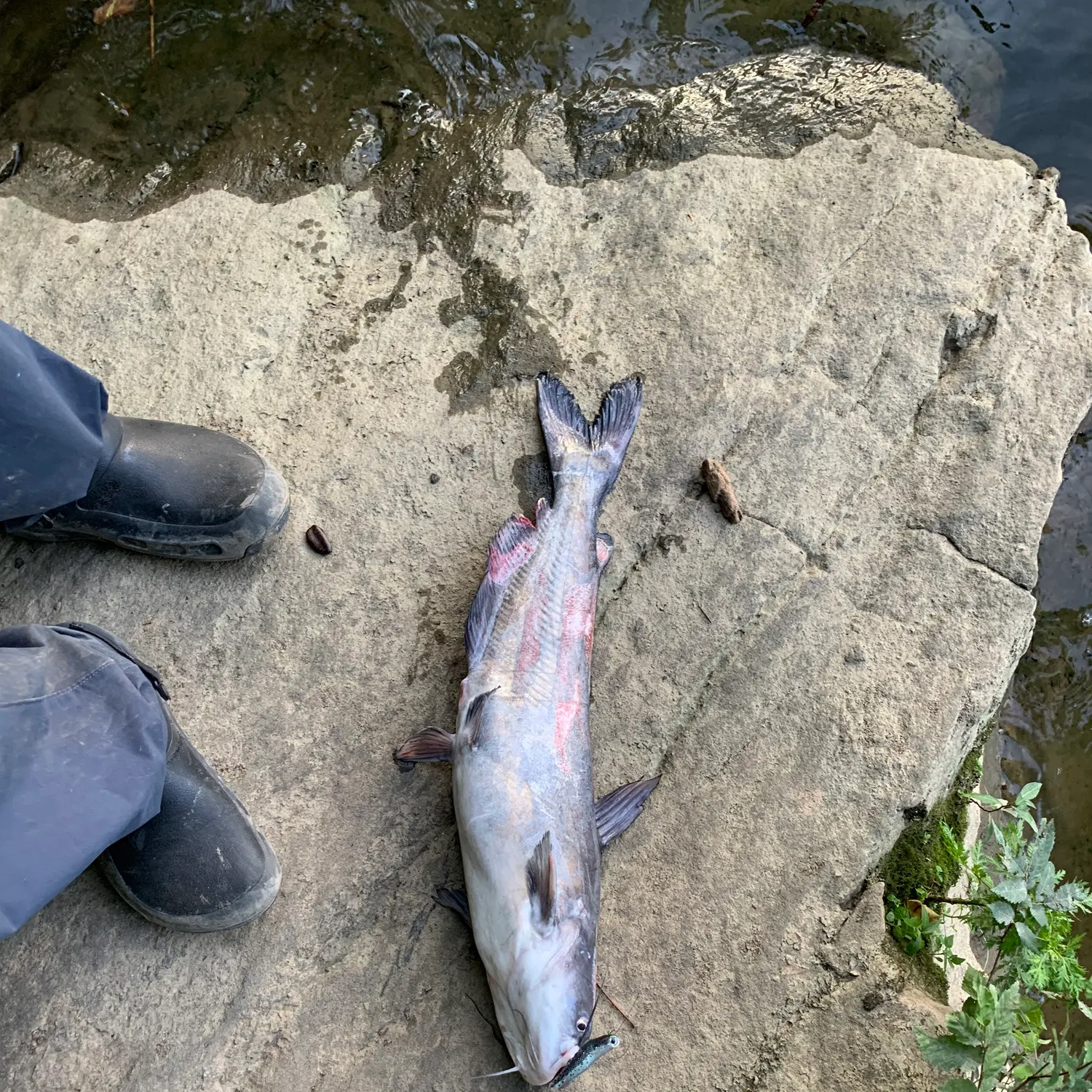 catch