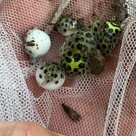 The most recent Spotted green pufferfish catches on Fishbrain