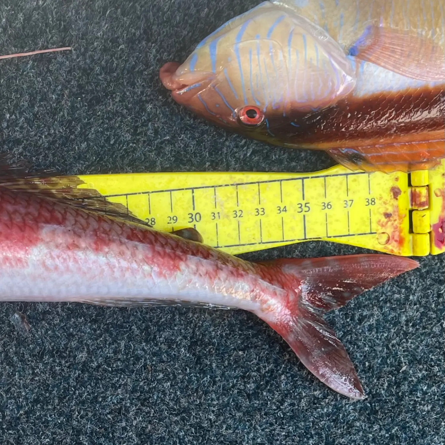 The most recent Sergeant Baker catches on Fishbrain