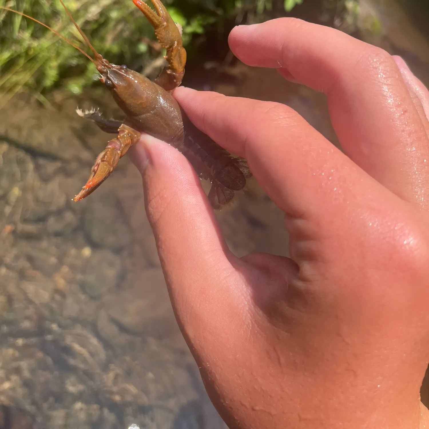 The most recent Appalachian brook crayfish catches on Fishbrain