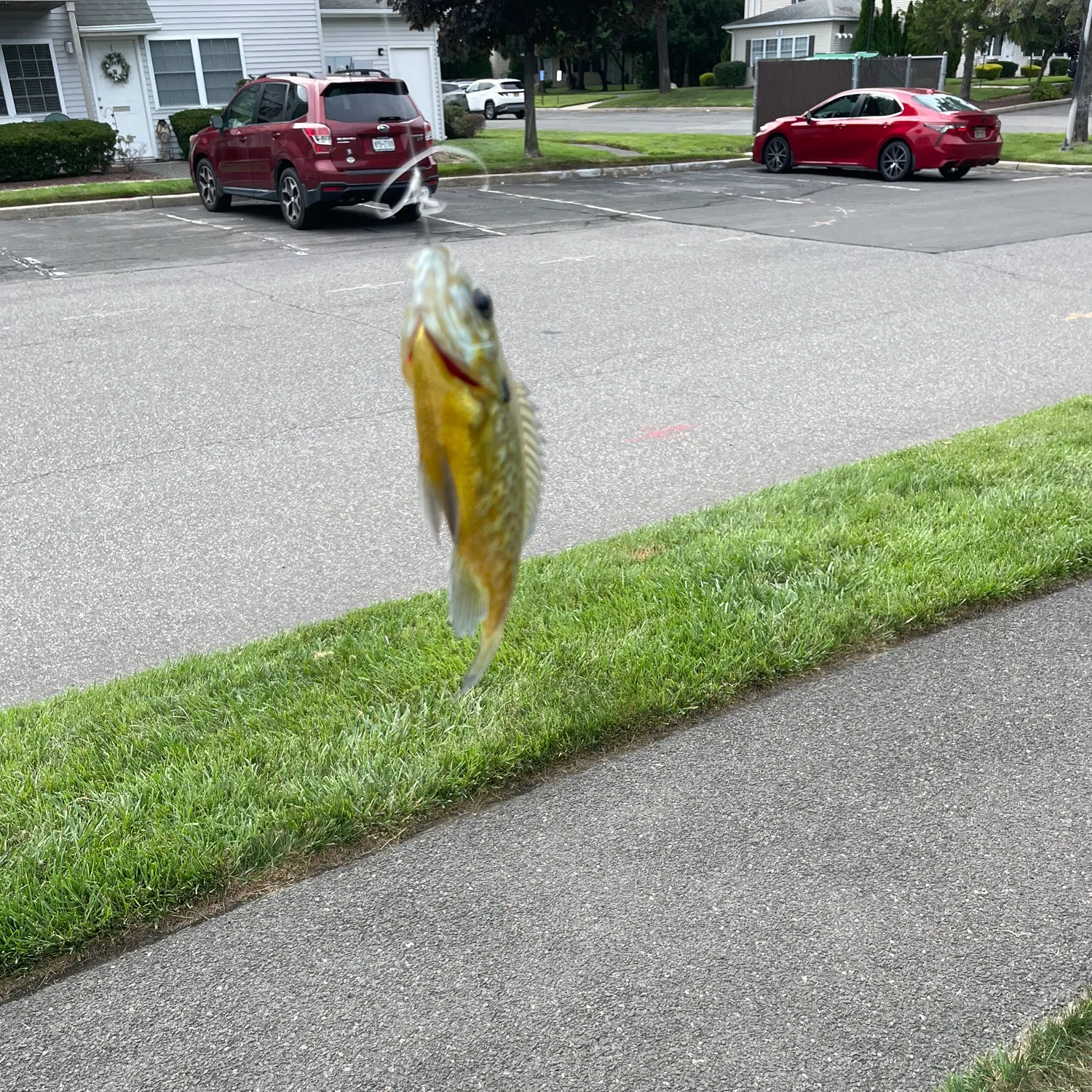 Fish caught on Fishbrain