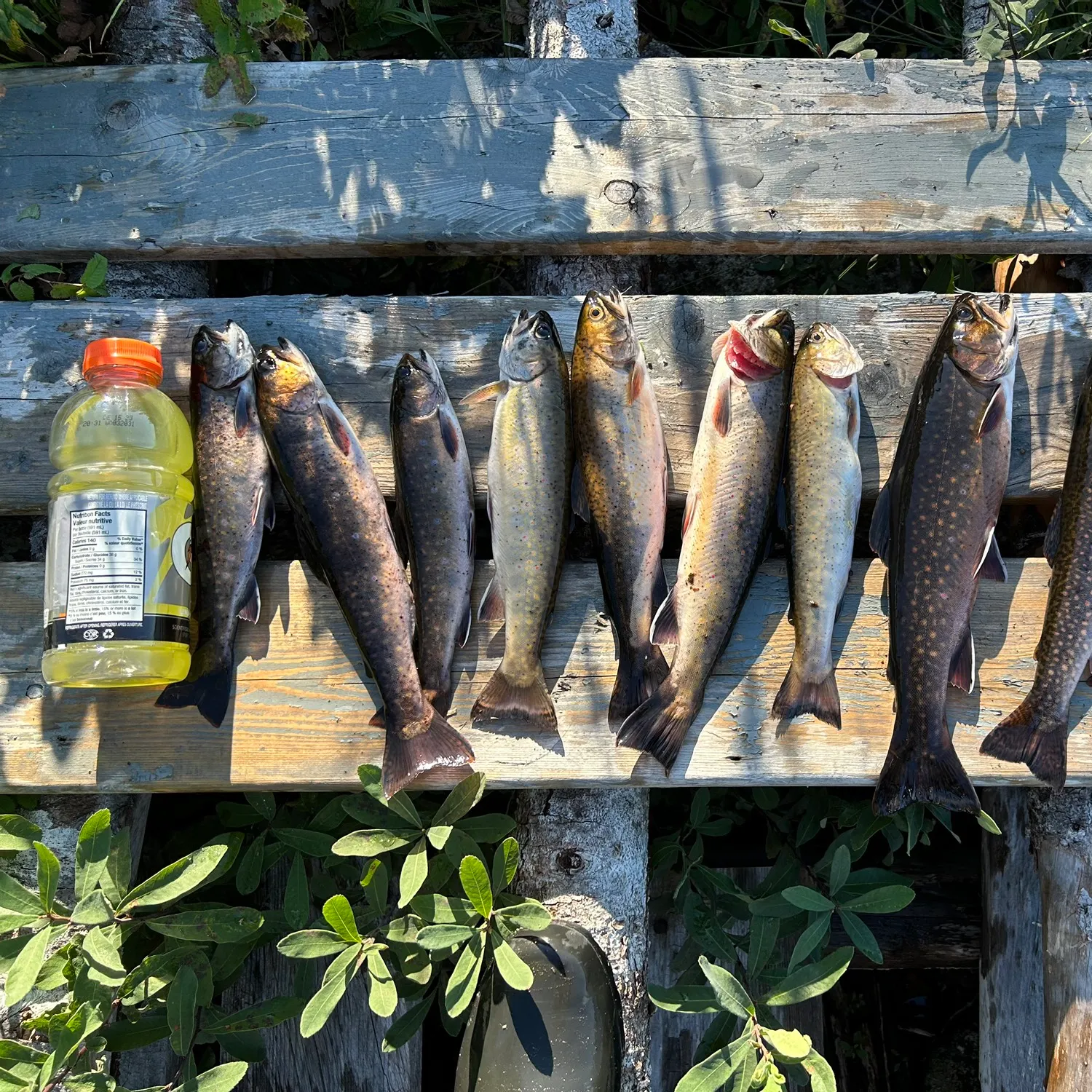 recently logged catches