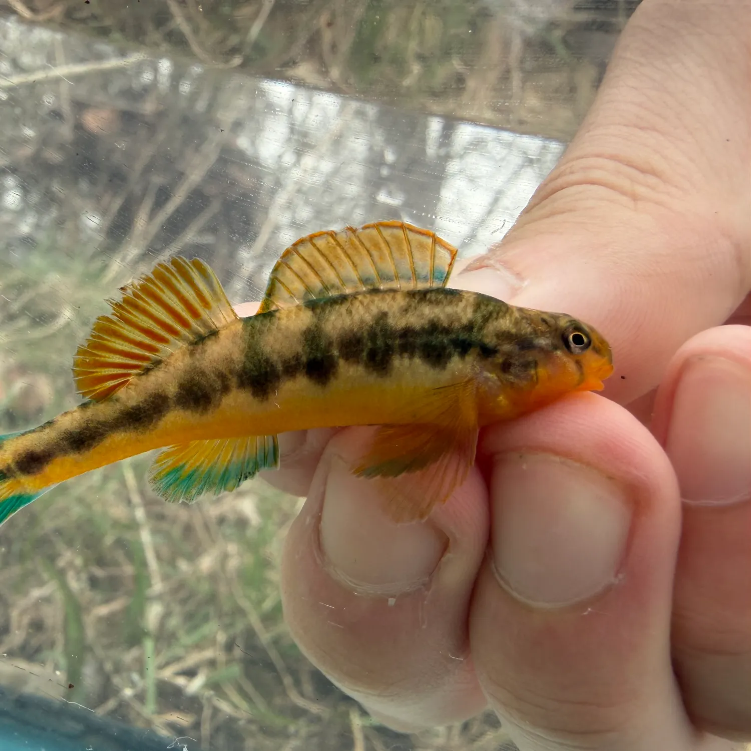 The most recent Saffron shiner catches on Fishbrain