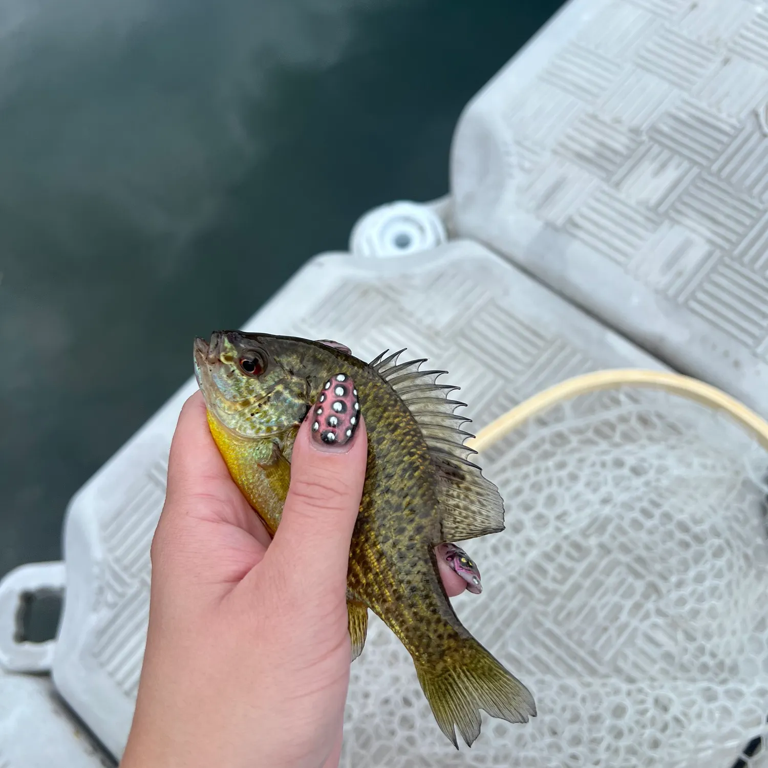 Pumpkinseed caught on Fishbrain