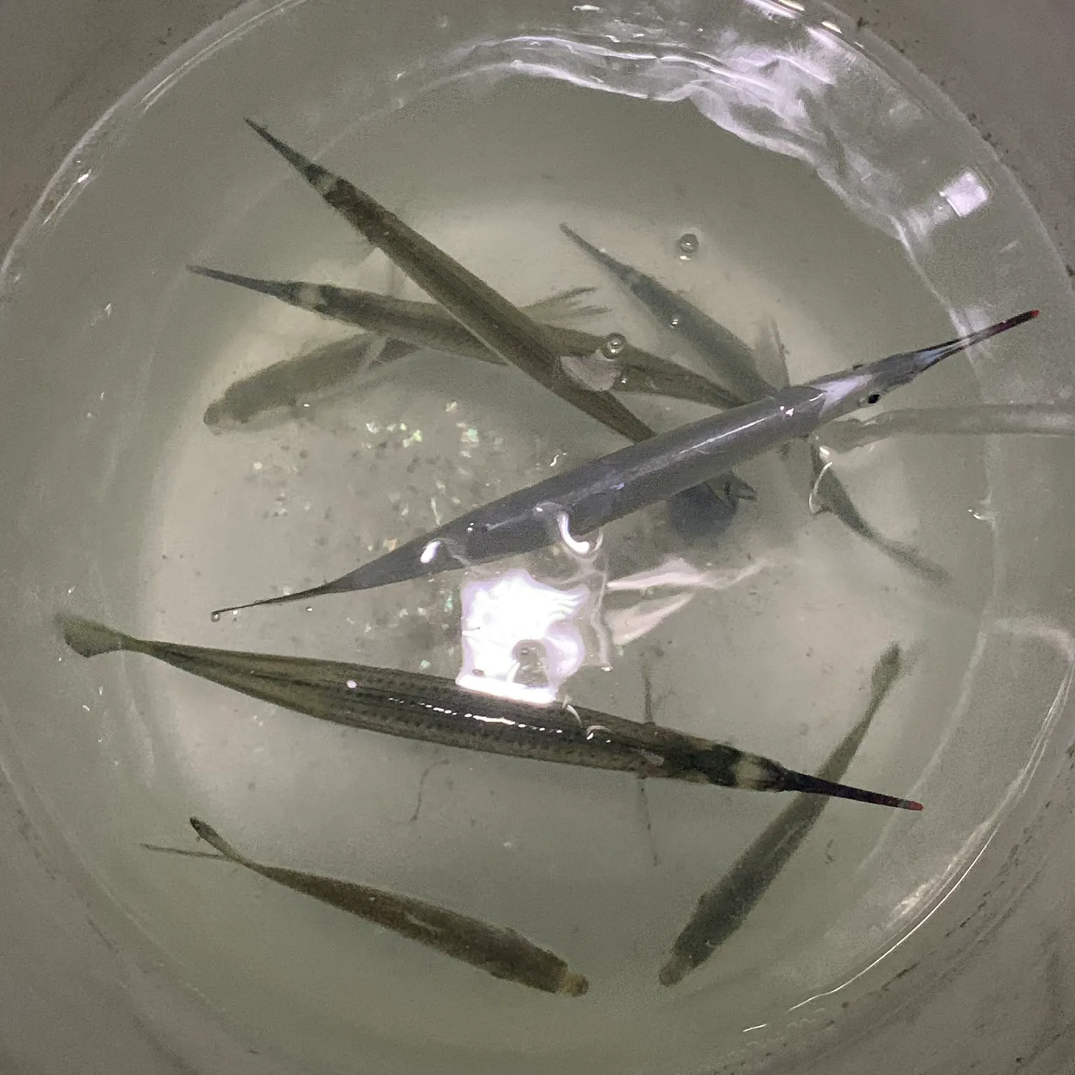 The most recent Three-by-two garfish catches on Fishbrain