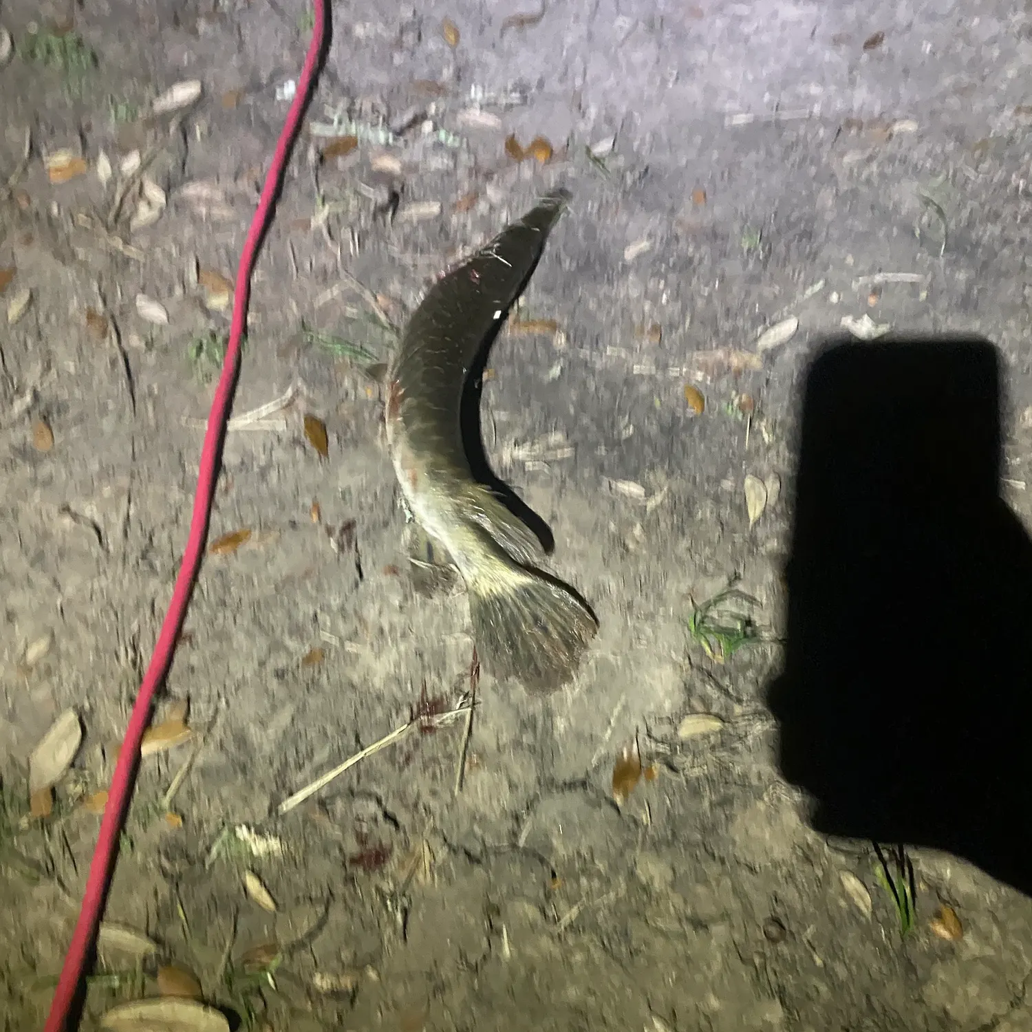 The most recent Shortnose gar catches on Fishbrain