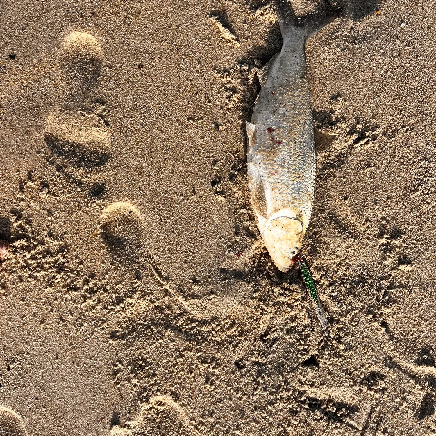 The most recent American shad catches on Fishbrain