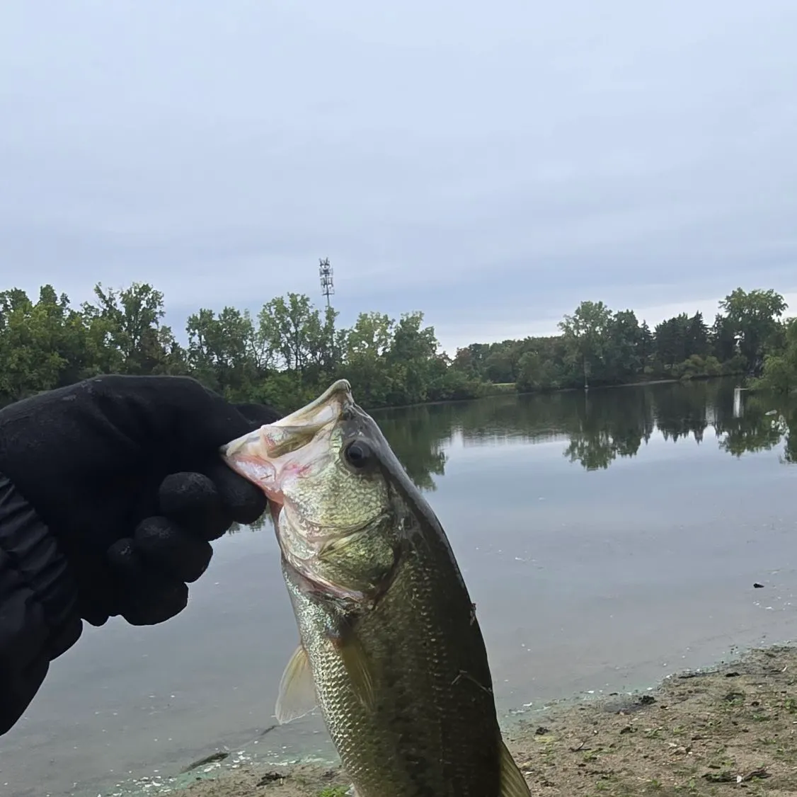 Largemouth bass caught on Fishbrain