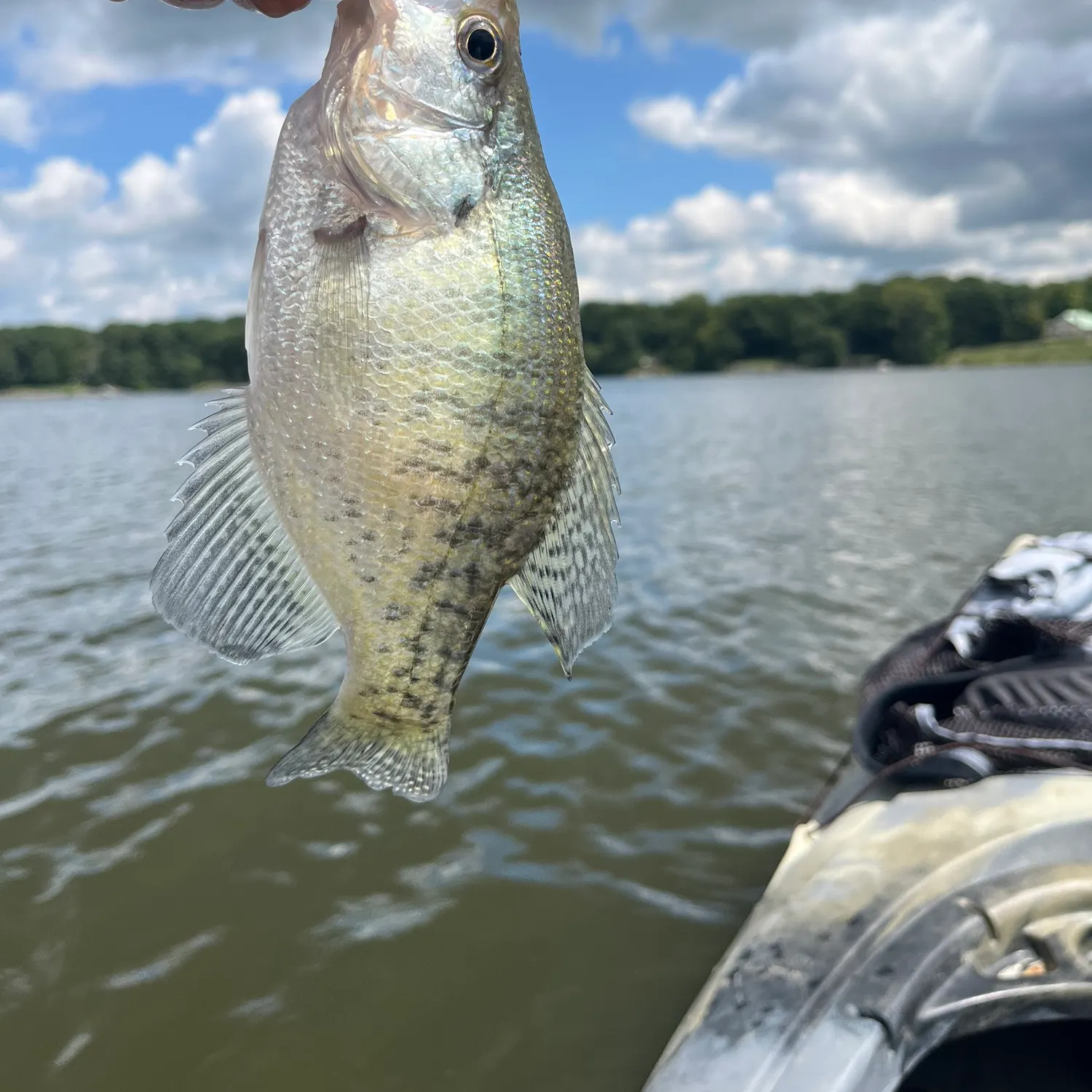 White crappie caught on Fishbrain