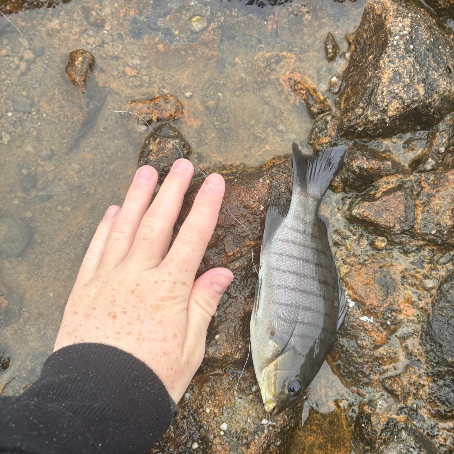 The most recent Luderick catches on Fishbrain