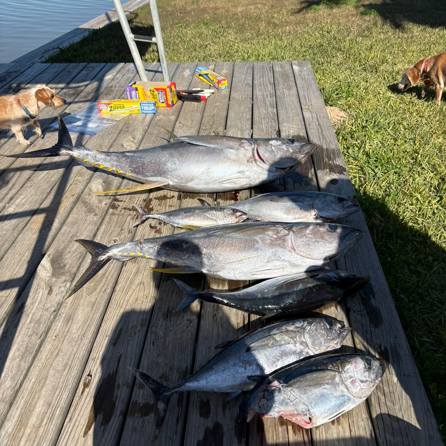 The most recent Yellowfin tuna catches on Fishbrain