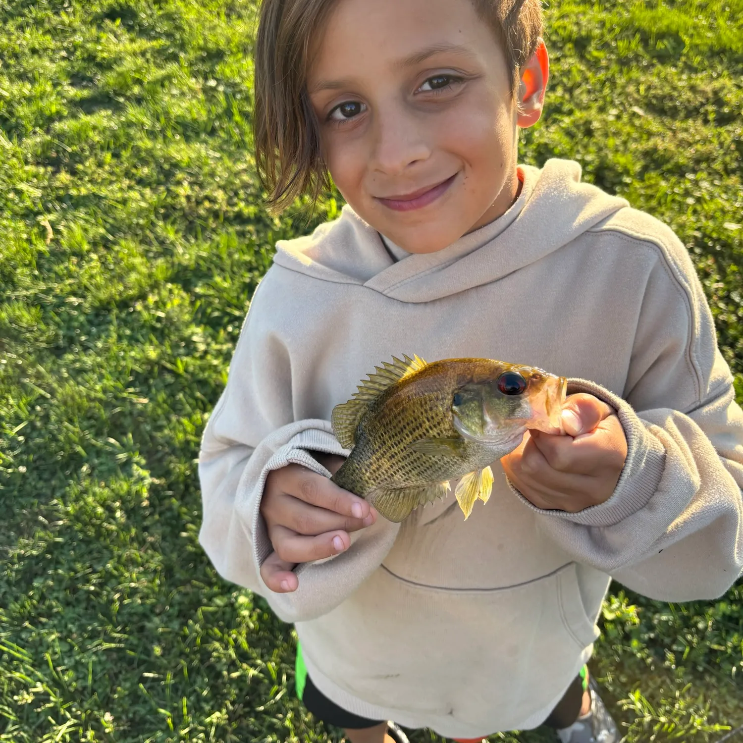 Rock bass caught on Fishbrain
