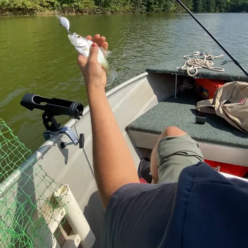 White crappie caught on Fishbrain