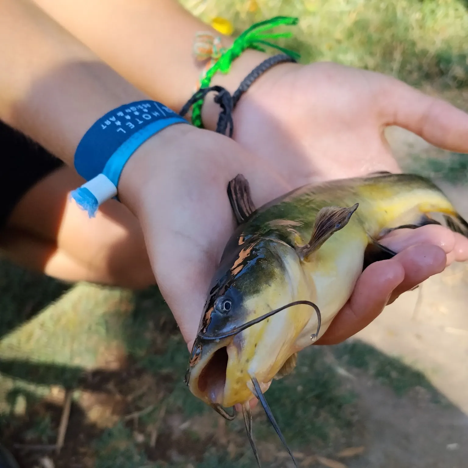 Fish caught on Fishbrain