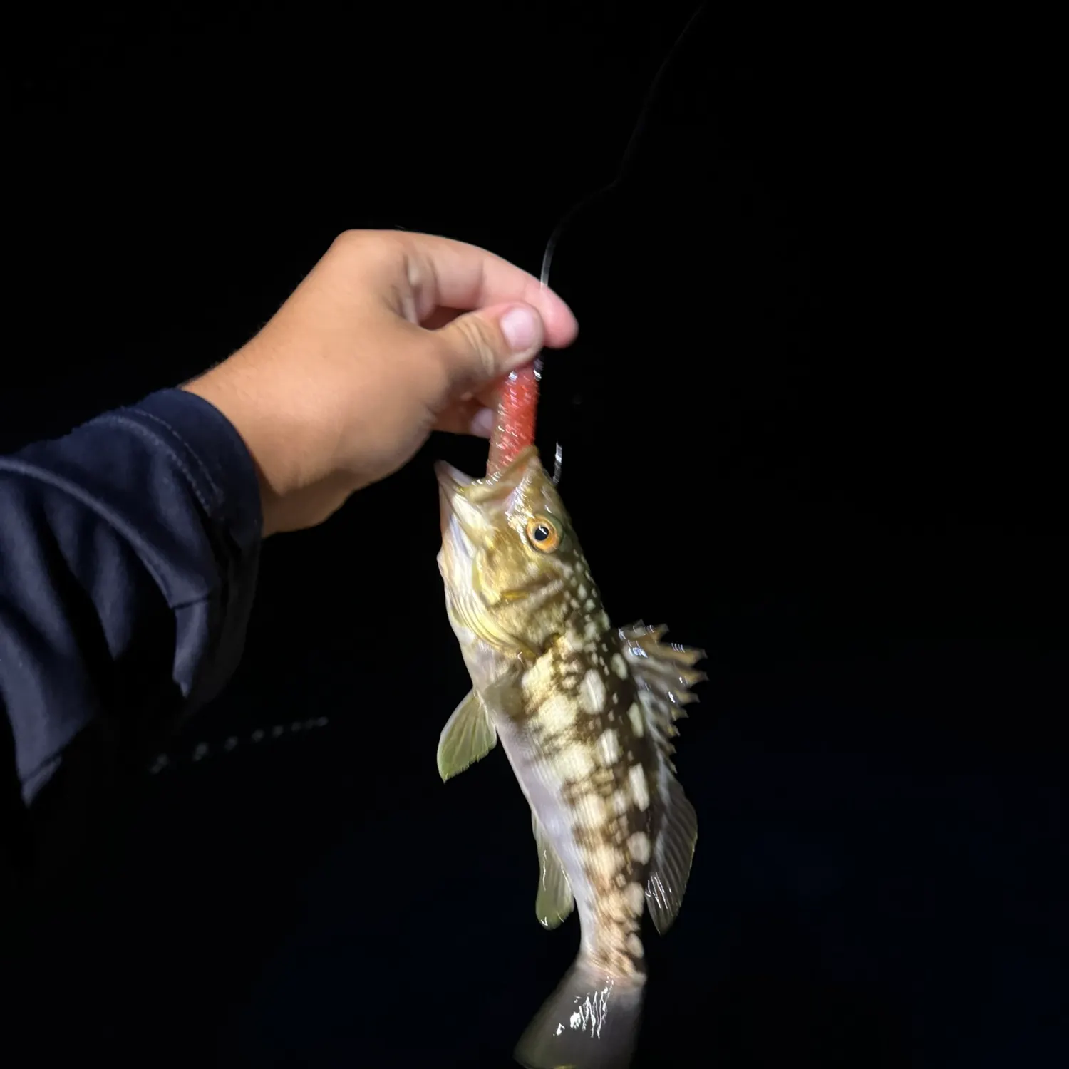 The most recent Kelp bass catches on Fishbrain