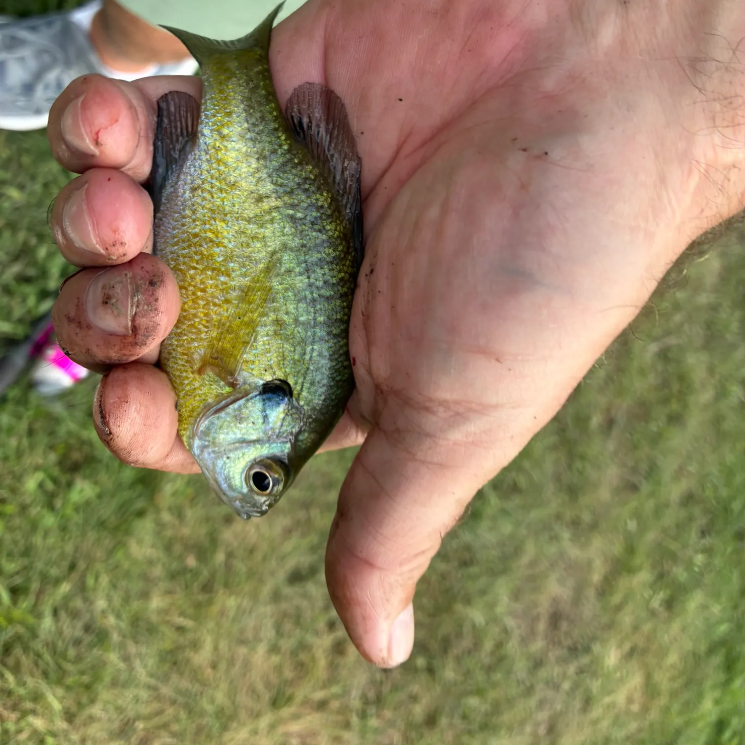 Bluegill caught on Fishbrain
