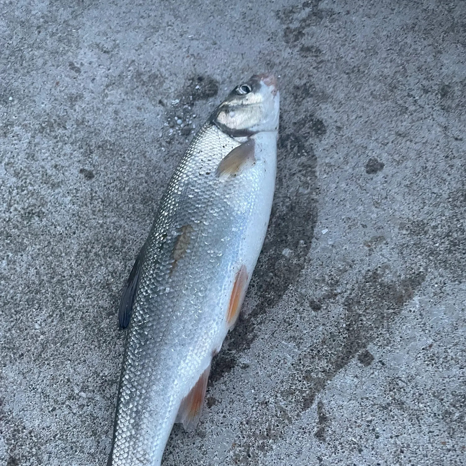 The most recent Big-scaled redfin catches on Fishbrain