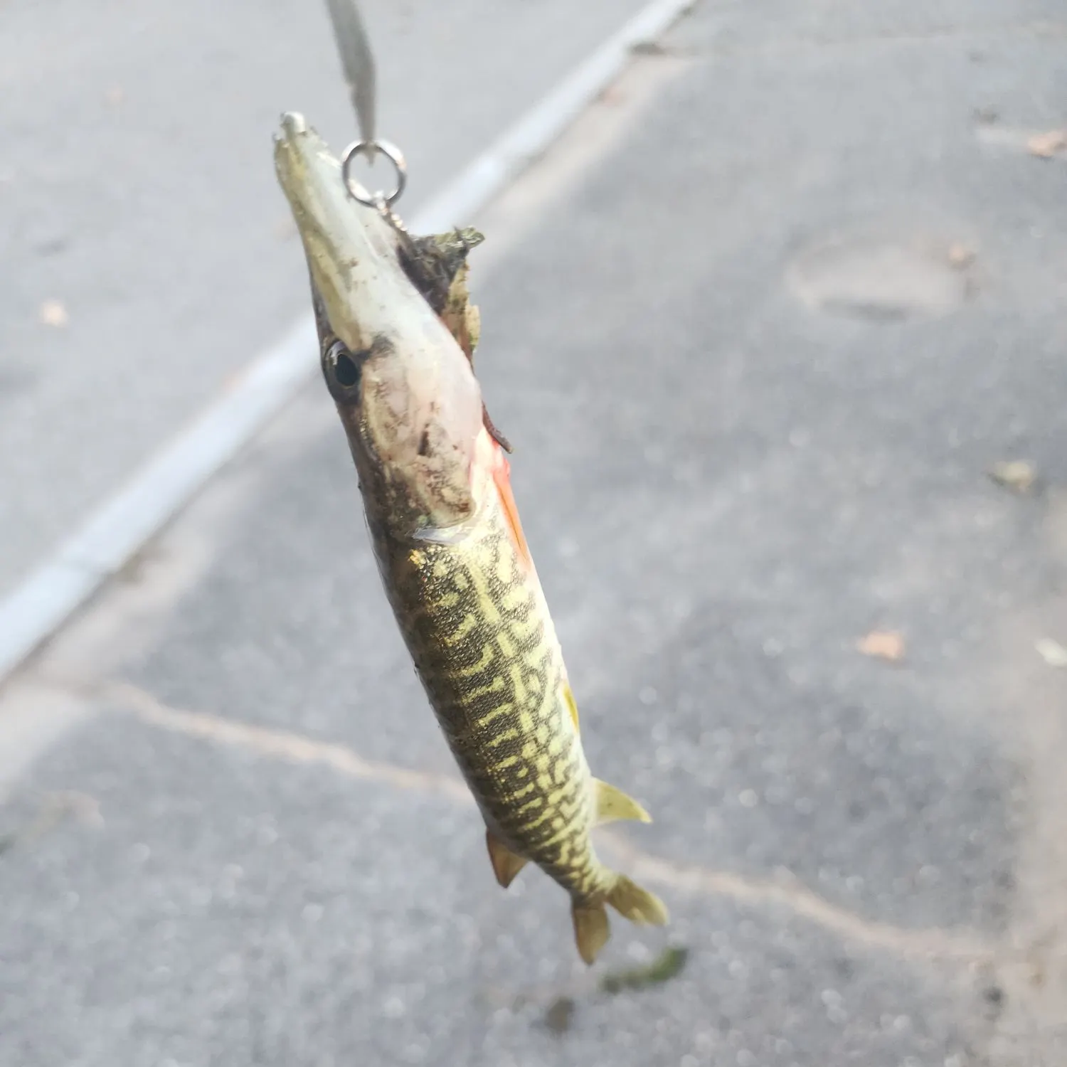 Chain pickerel caught on Fishbrain