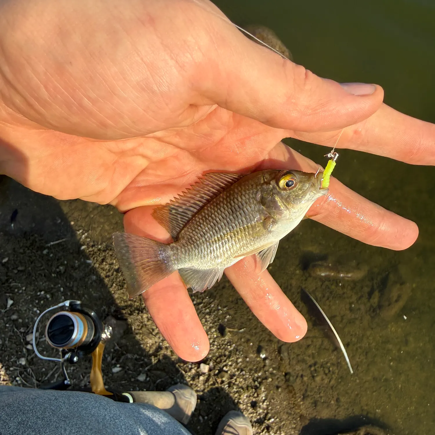 The most recent Nile tilapia catches on Fishbrain