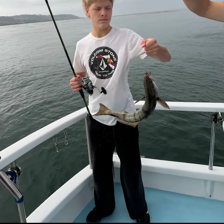 The most recent White seabass catches on Fishbrain