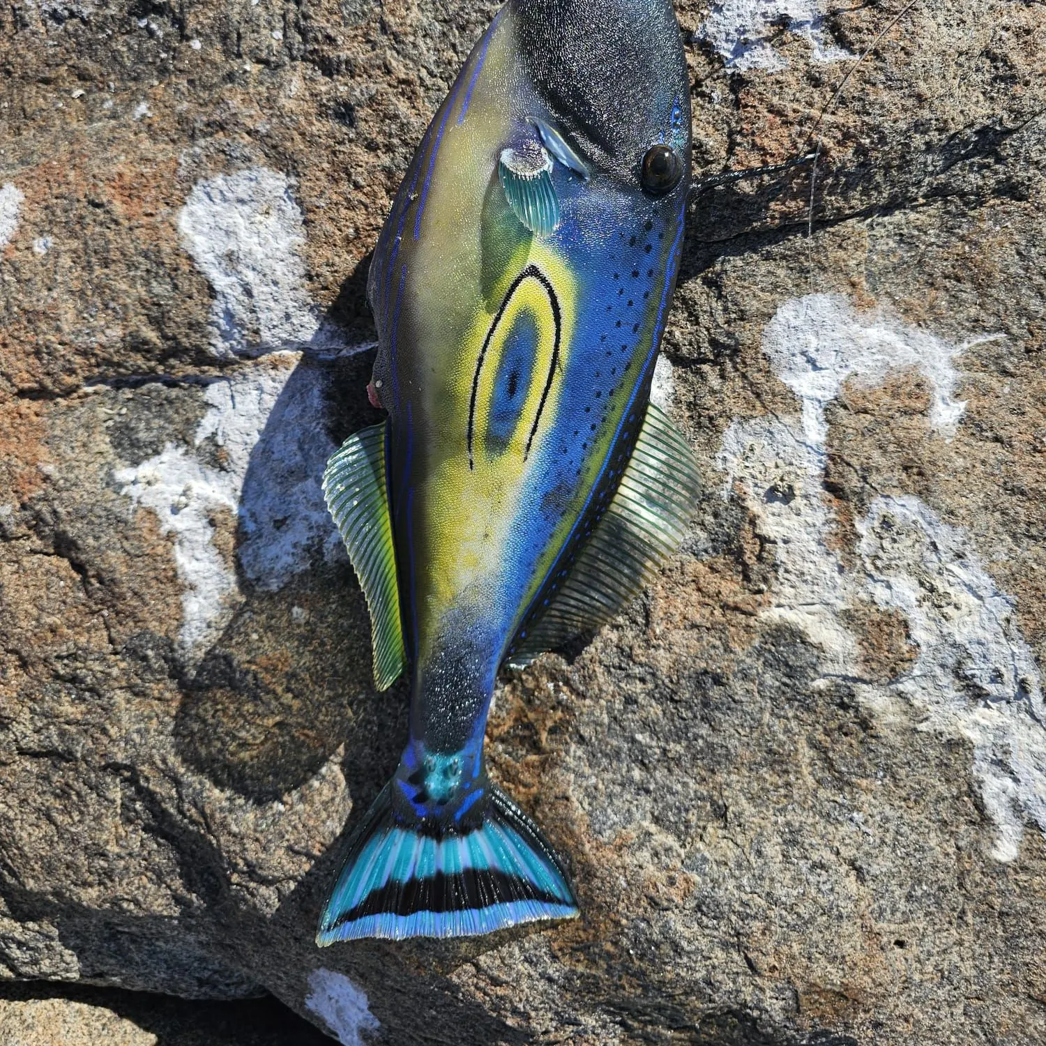 The most recent Horse-shoe leatherjacket catches on Fishbrain