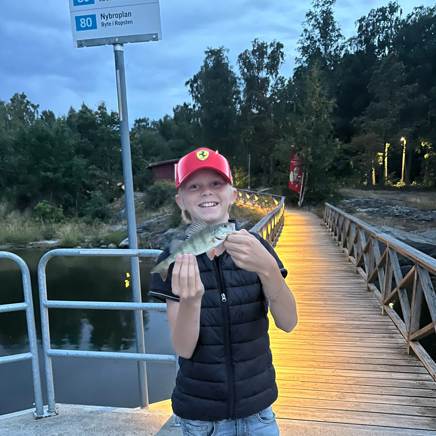 European perch caught on Fishbrain