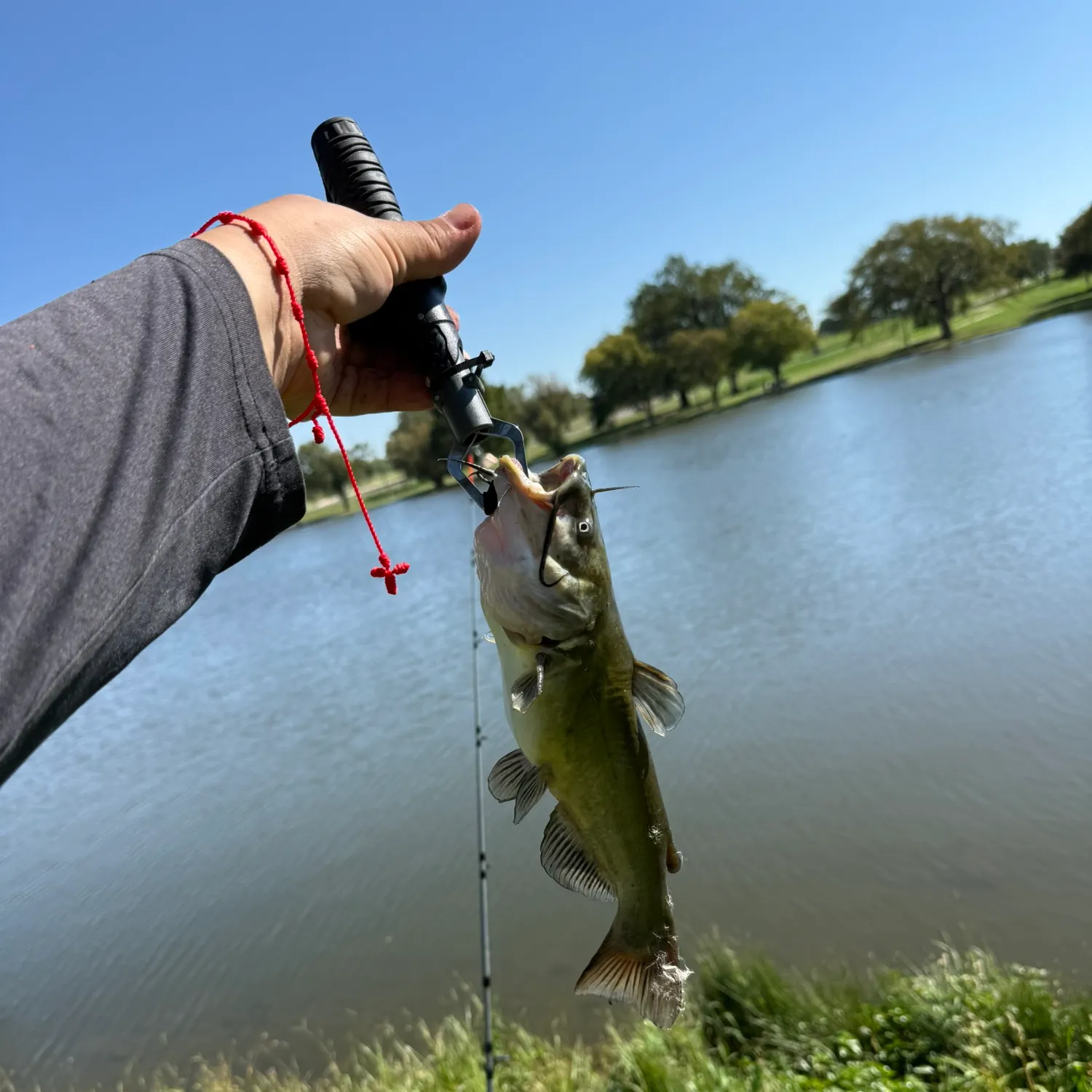 Black bullhead caught on Fishbrain