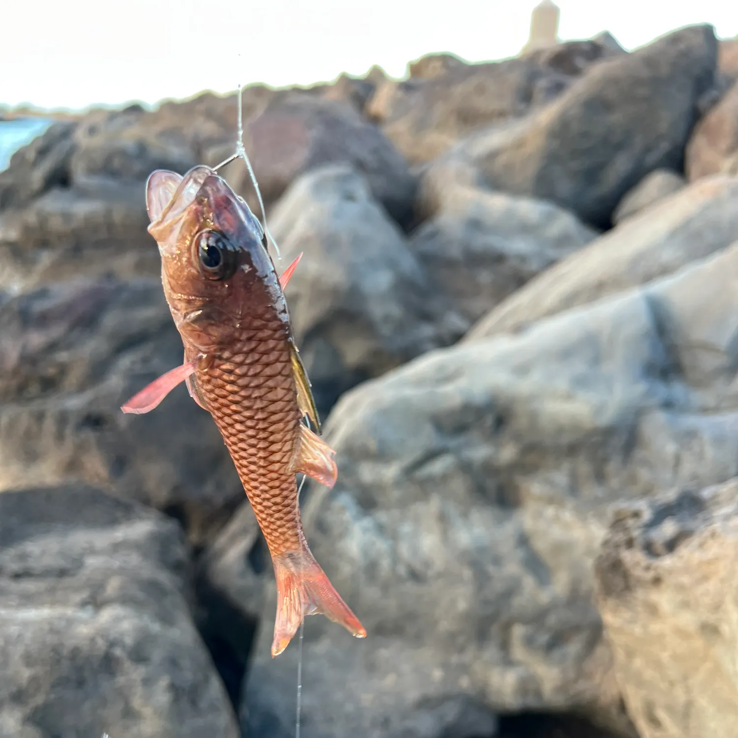 catch