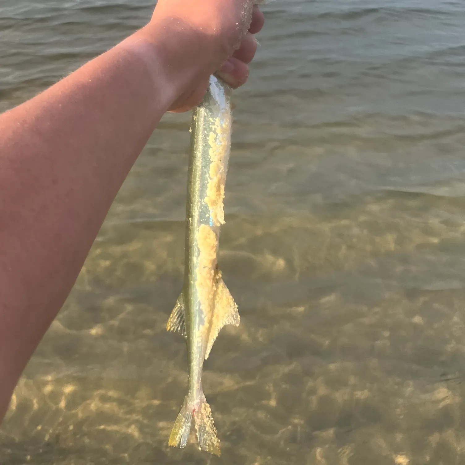 The most recent Atlantic needlefish catches on Fishbrain