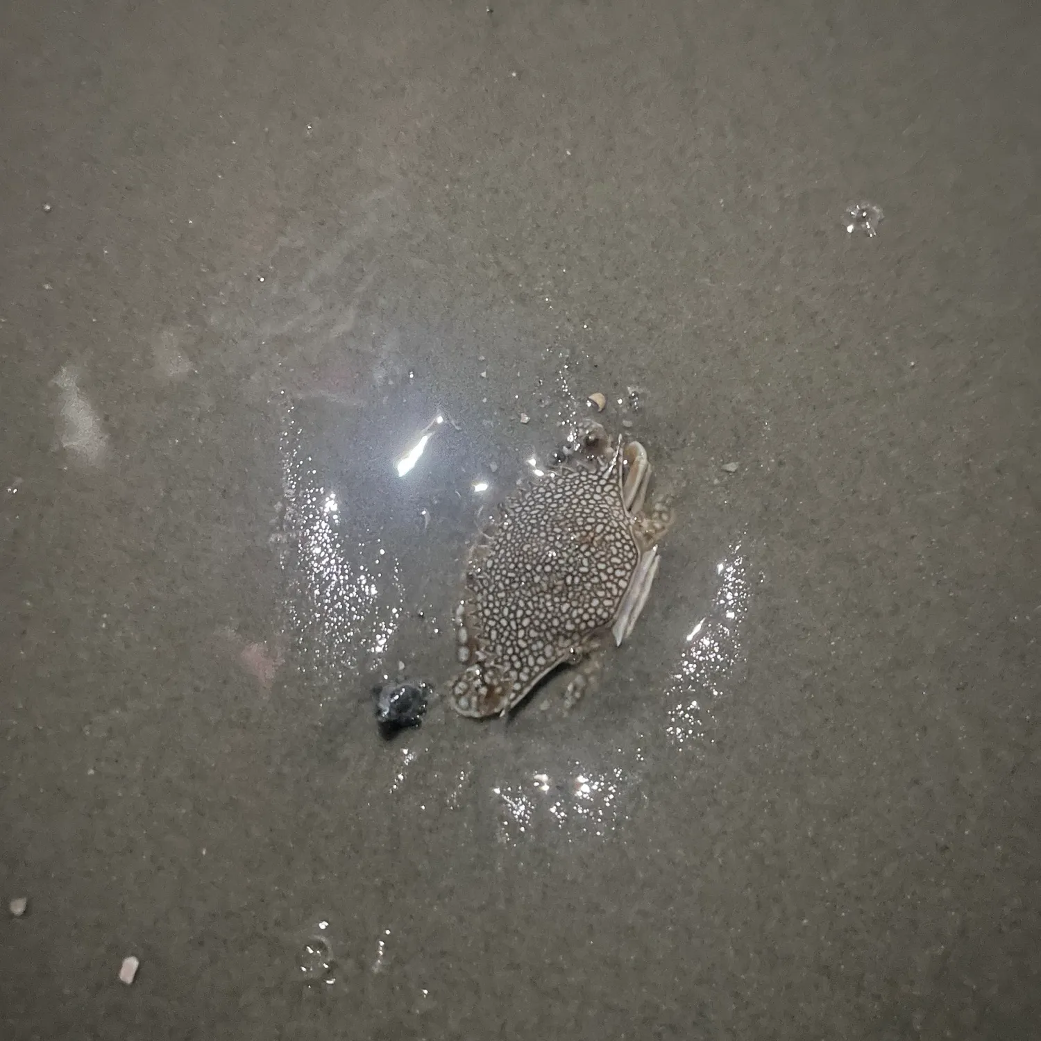 Blue swimmer crab caught on Fishbrain