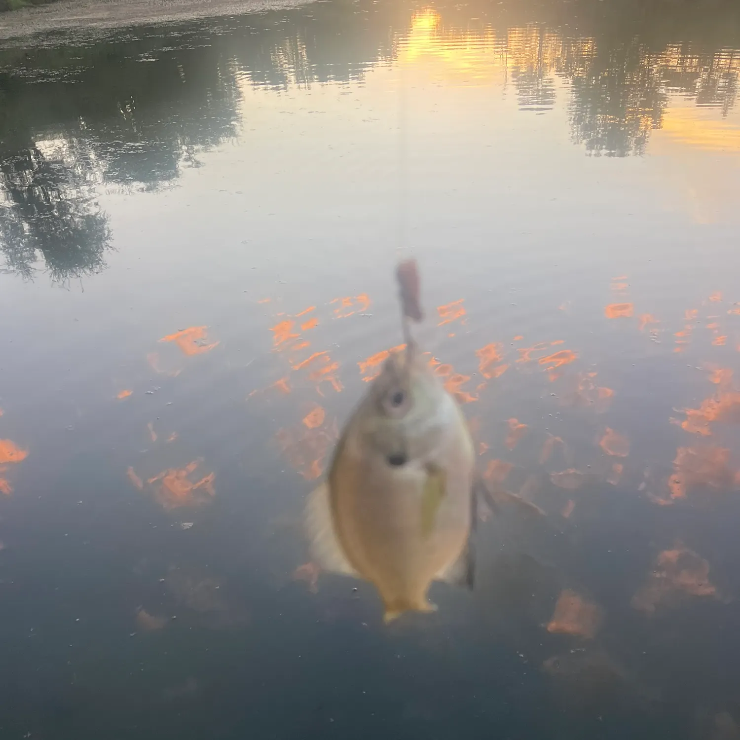 Bluegill caught on Fishbrain