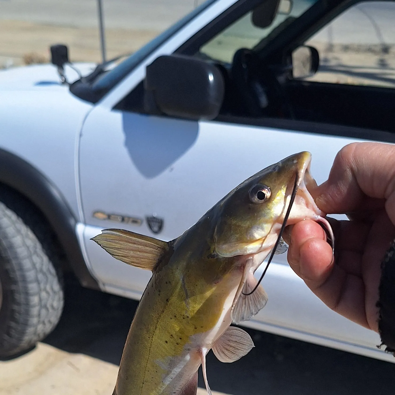 Channel catfish caught on Fishbrain