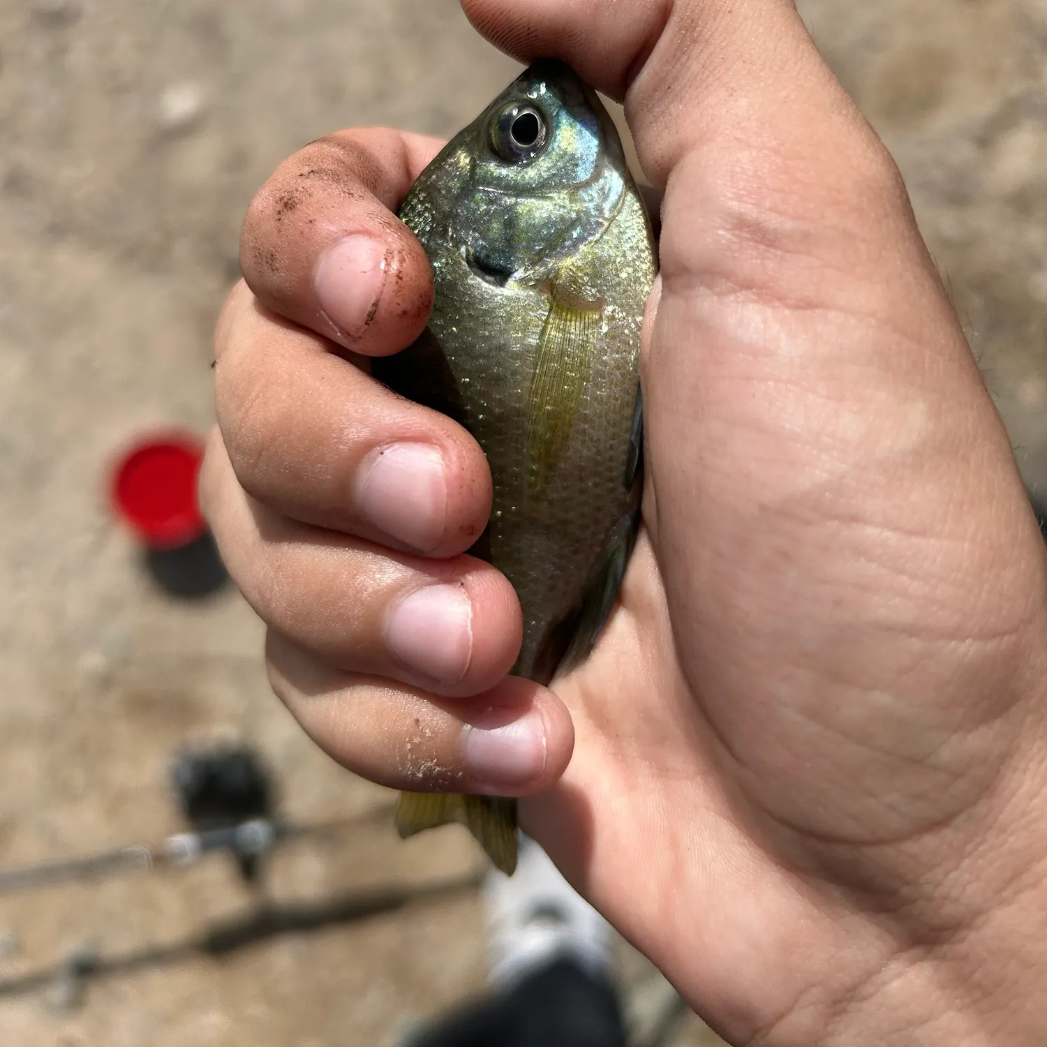 Bluegill caught on Fishbrain