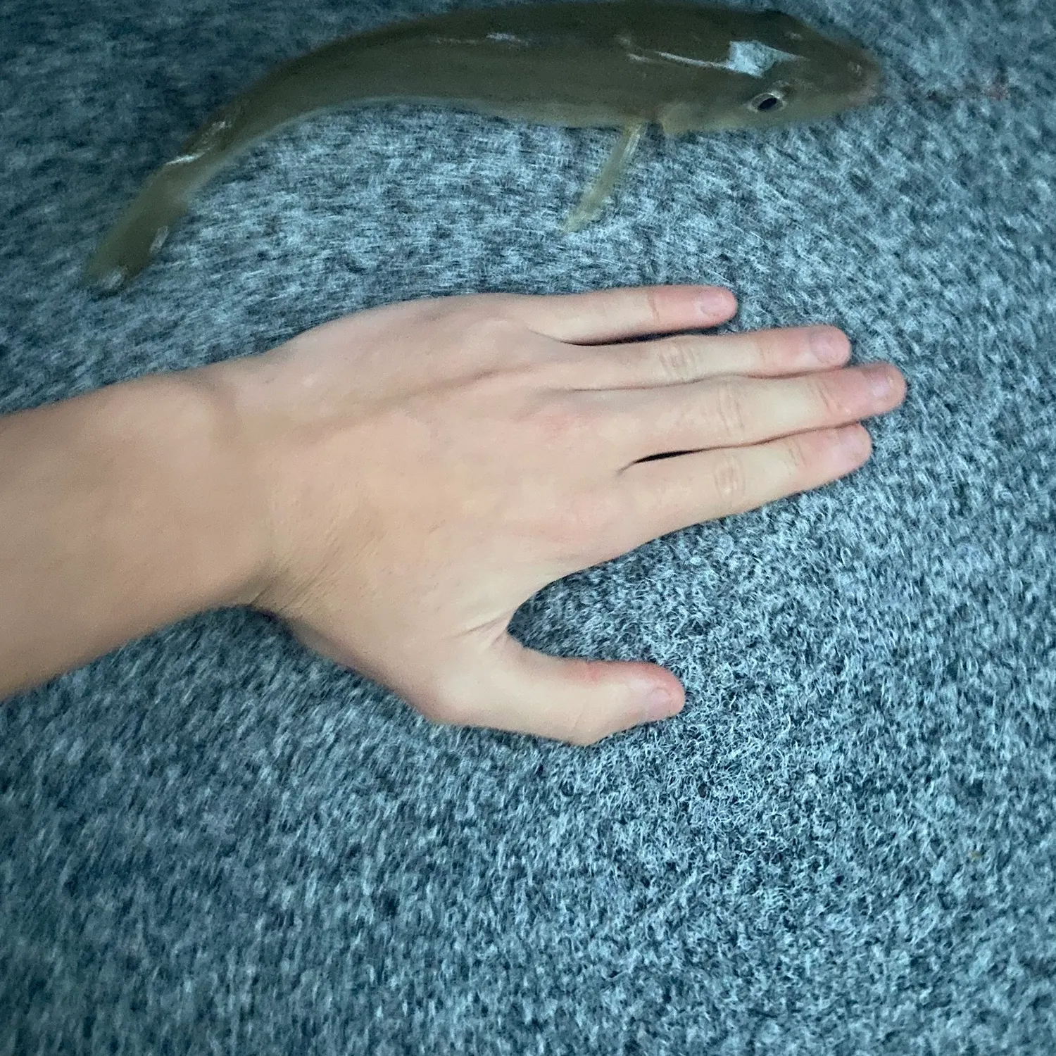 Sand sillago caught on Fishbrain