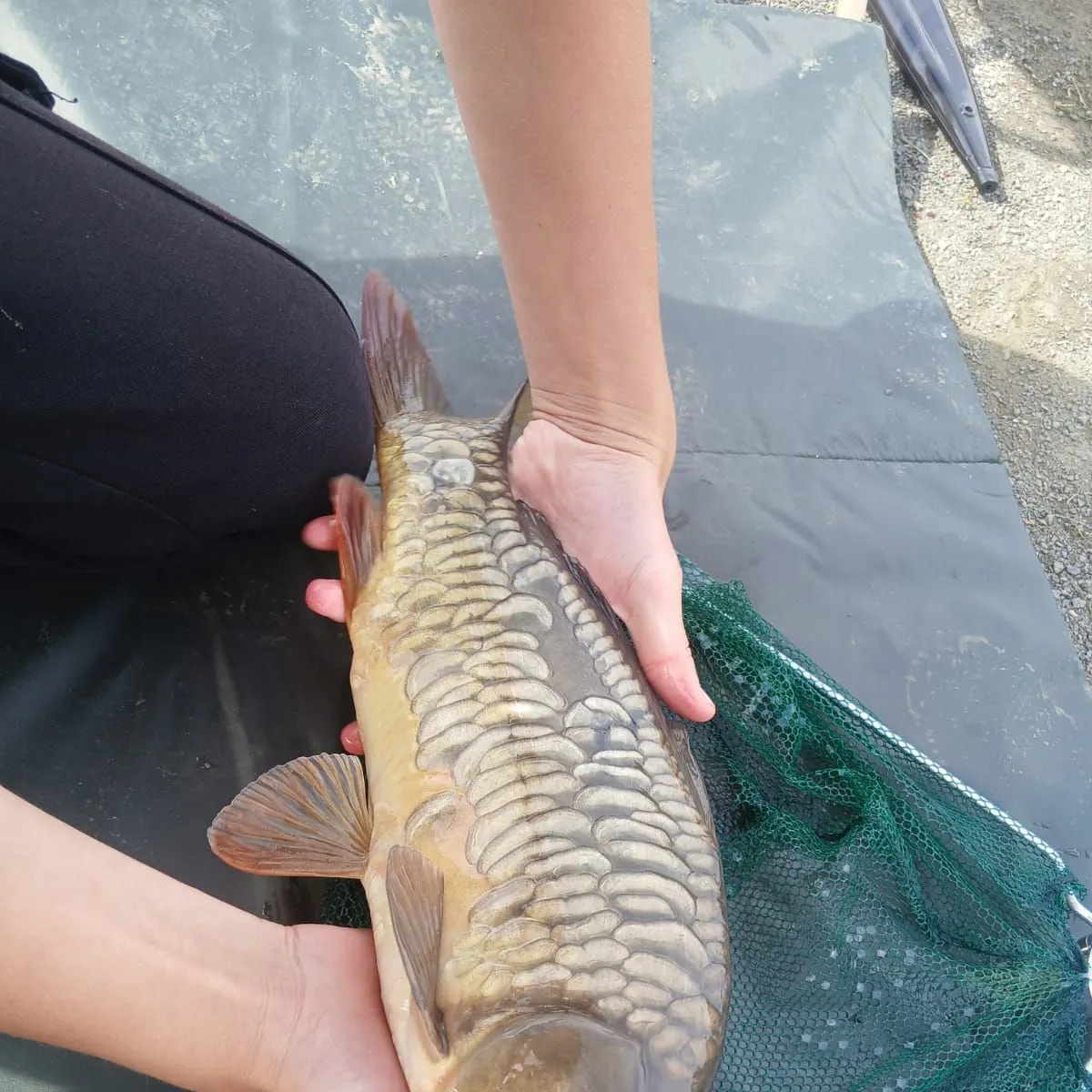 Mirror carp caught on Fishbrain
