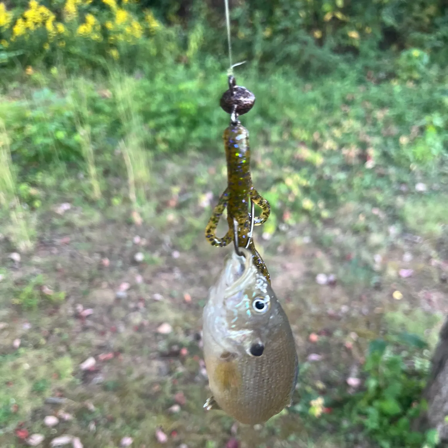 Green sunfish caught on Fishbrain