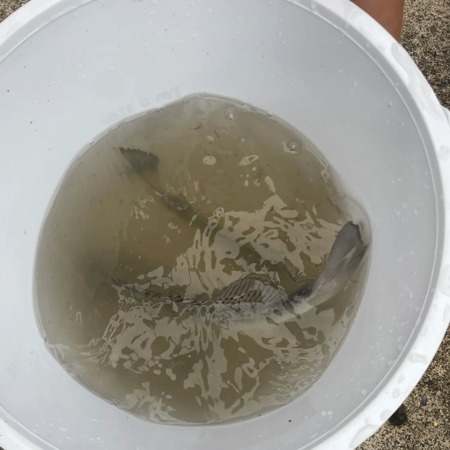 The most recent Pacific seabream catches on Fishbrain
