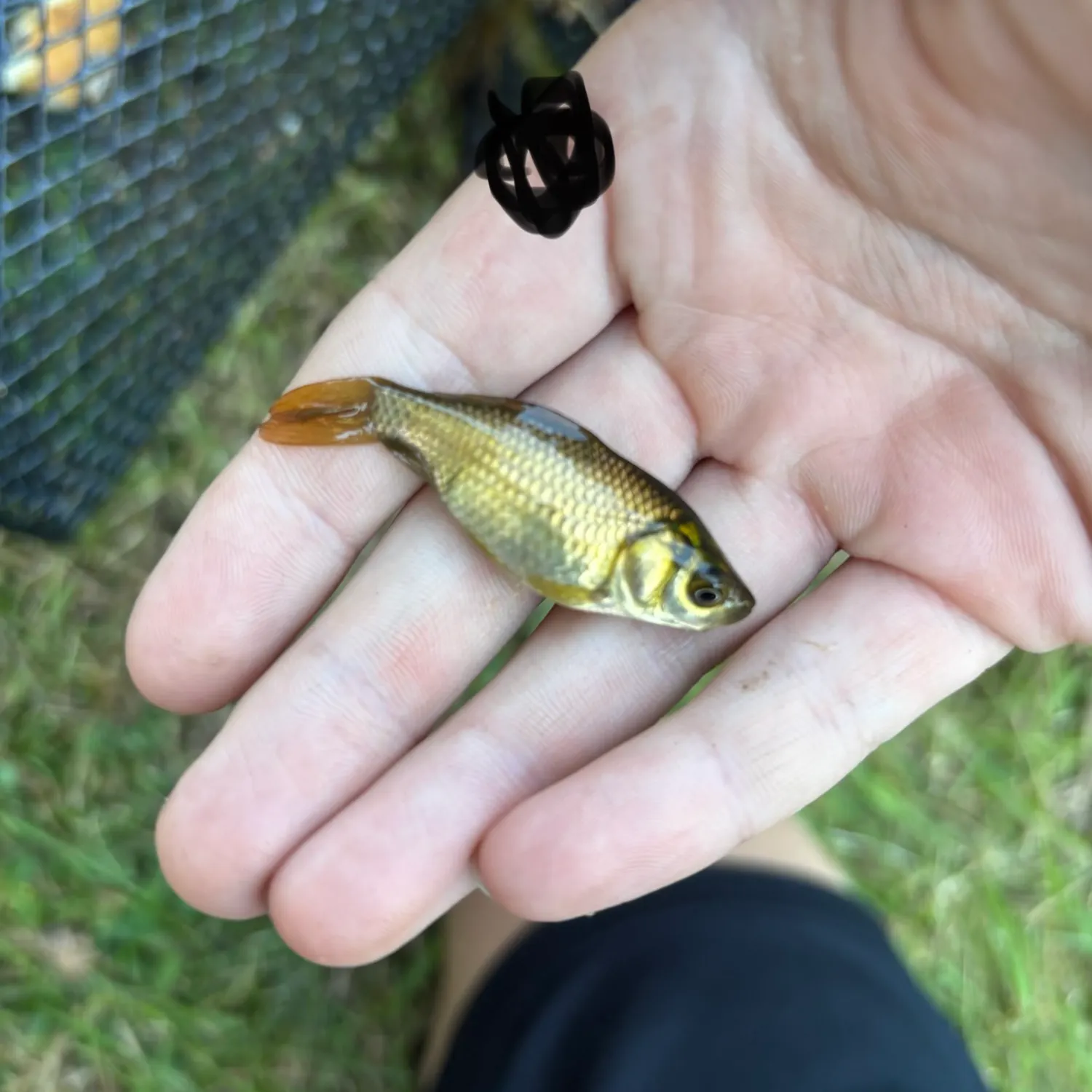 Golden shiner caught on Fishbrain